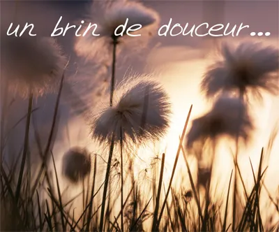 UN BRIN DE DOUCEUR...