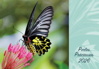 Calendrier Perles Précieuses - bloc à effeuiller et plaque