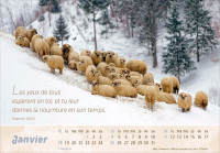 Calendrier Le Bon Berger  - cartes postales