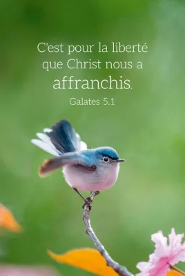 Calendrier format carte de crédit - Oiseau