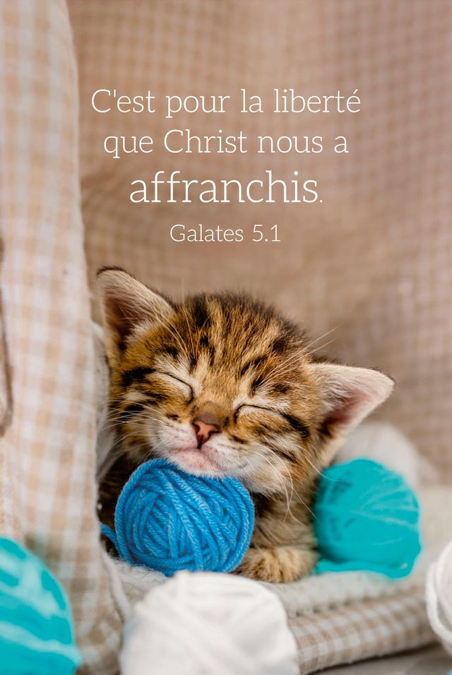 Calendrier format carte de crédit - Chat