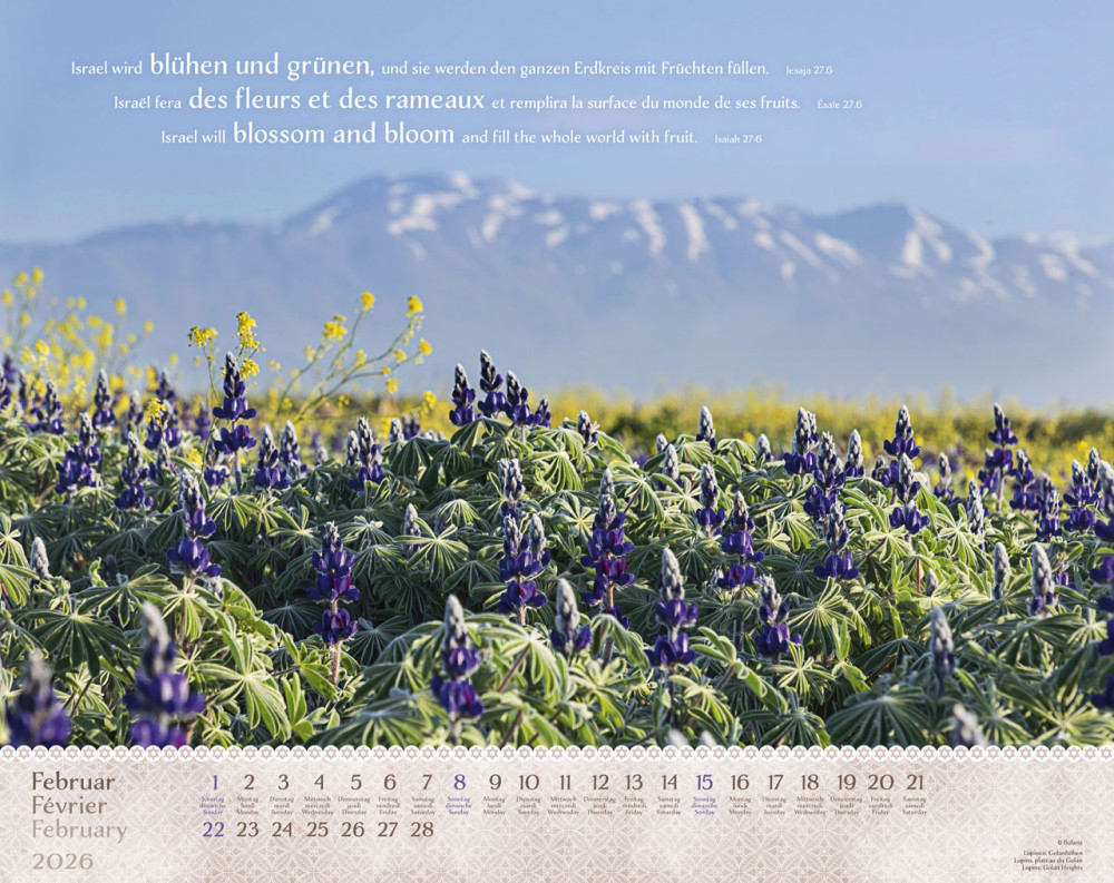 Calendrier Israël Shalom - trilingue, mural