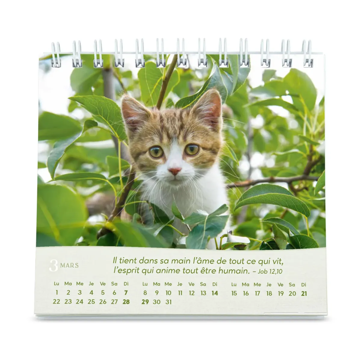 Calendrier  Les chats - petit format