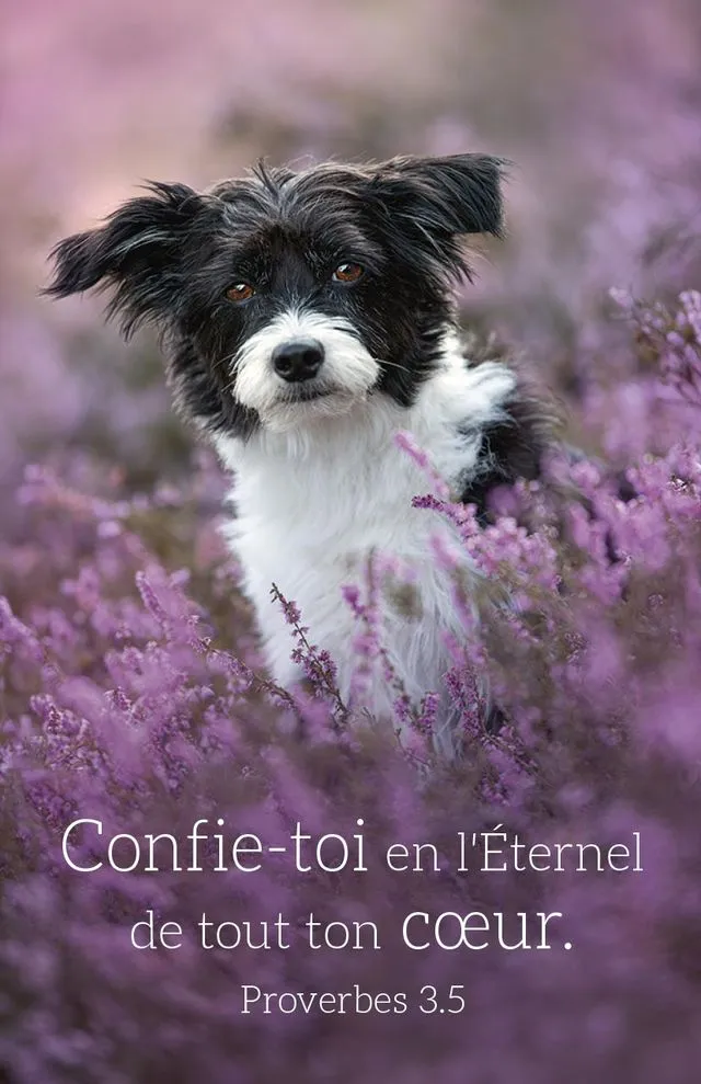 Calendrier format carte de crédit - Chat