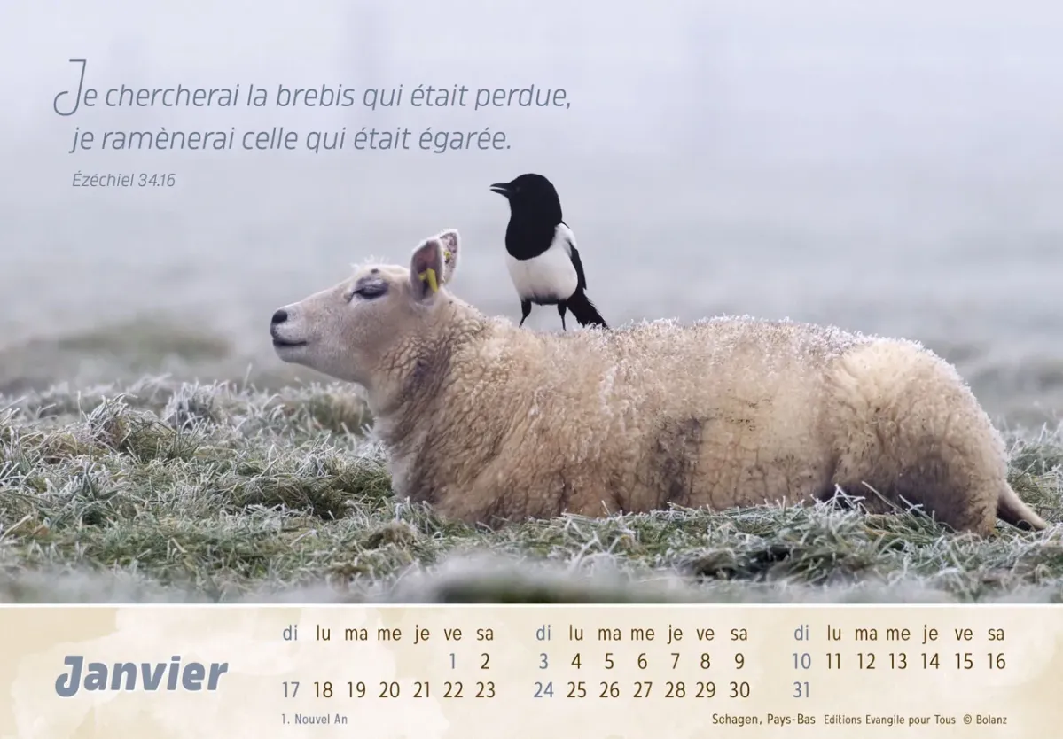 Calendrier Le Bon Berger  - cartes postales