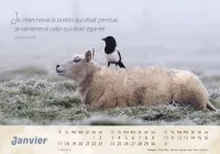 Calendrier Le Bon Berger  - cartes postales