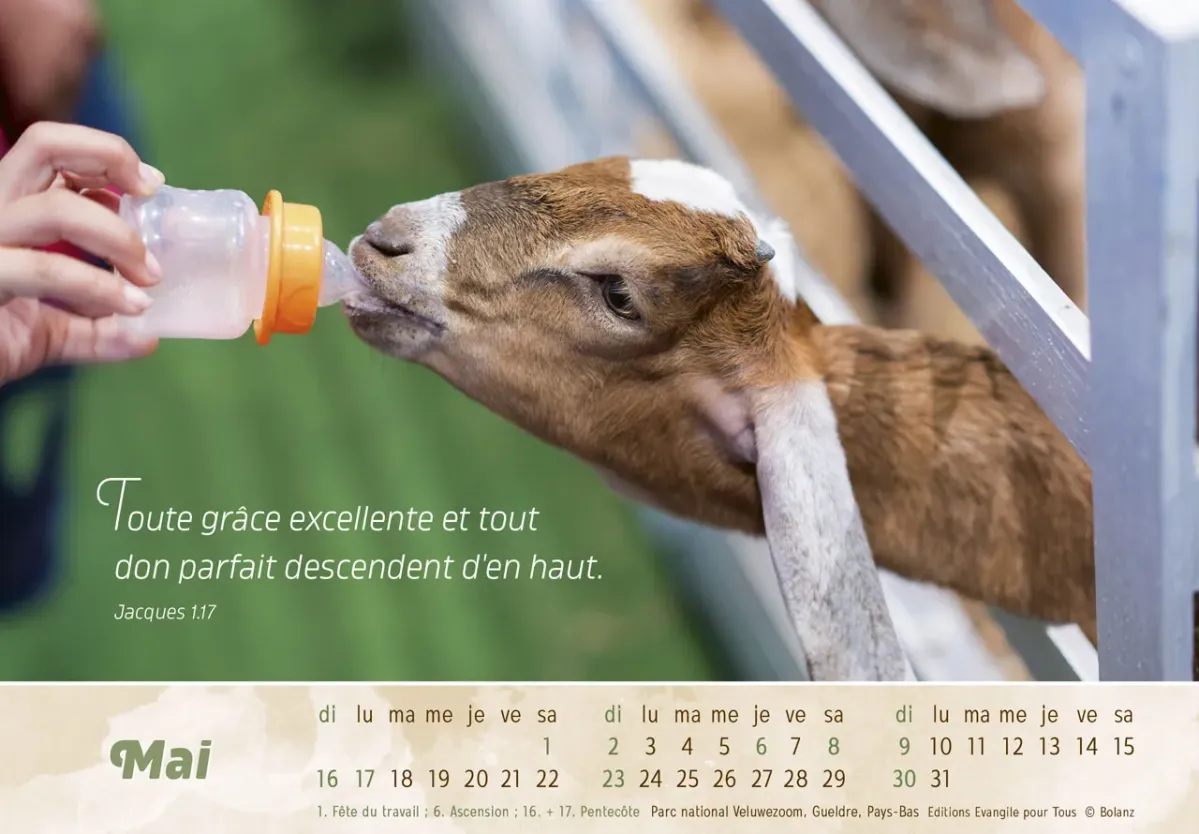 Calendrier Le Bon Berger  - cartes postales